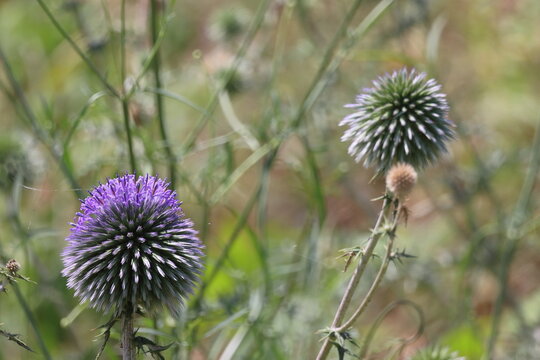 Echinops thistle - Latin name - Carduus acanthium