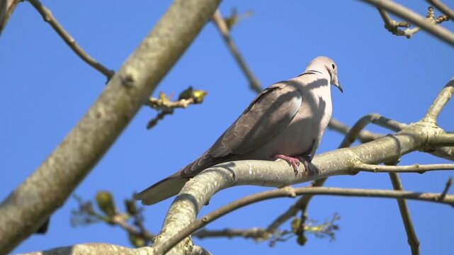 Eurasian collared dove (Streptopelia decaocto) perched on a tree branch against a clear blue sky, 
for wildlife and nature content, bird stock video footage clip 