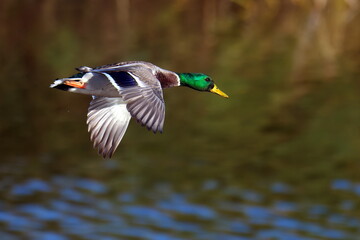 Stockenten Erpel im Flug  © Karin Jähne
