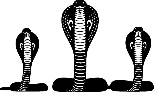 Three Black Cobra Snakes Raised Heads Silhouette.