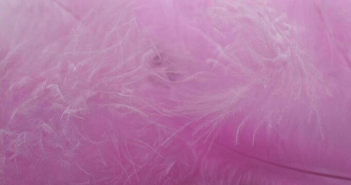 Pink feather texture slow rotation. Close-up of pink feathers with fine strands. Smooth continuous rotation reveals light shifts across the plumage, ideal for backgrounds and overlays.