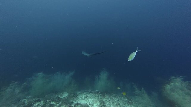 2026.06.03 Thresher Shark at Kimud Shoal, Malapascua, Philippins12