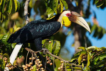Wreathed hornbill, Bar-pouched wreathed hornbill on branch birdwatching in the forest. © Sanit