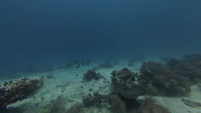 2026.06.04 Whitetip Shark at Monad Shoal, Malapascua, Philippins3