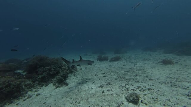 2026.06.04 Whitetip Shark at Monad Shoal, Malapascua, Philippins5