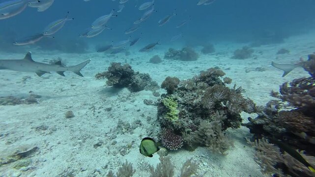 2026.06.04 Whitetip Shark at Monad Shoal, Malapascua, Philippins7