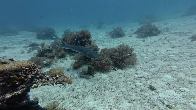 2026.06.04 Whitetip Shark at Monad Shoal, Malapascua, Philippins14