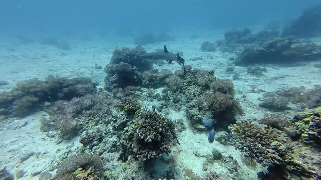 2026.06.04 Whitetip Shark at Monad Shoal, Malapascua, Philippins13