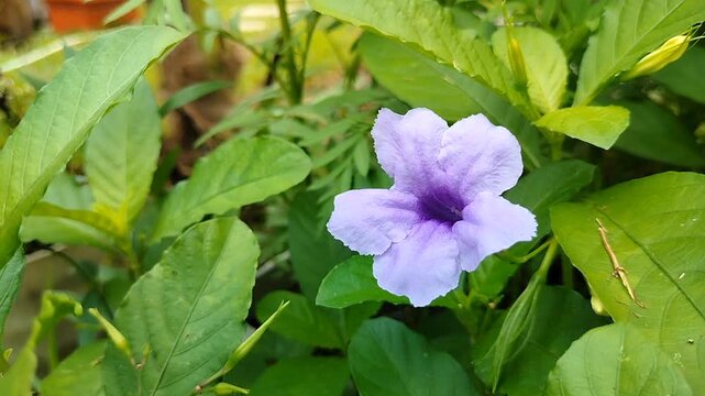 Ruellia Tuberosa Purple Flower Close Up