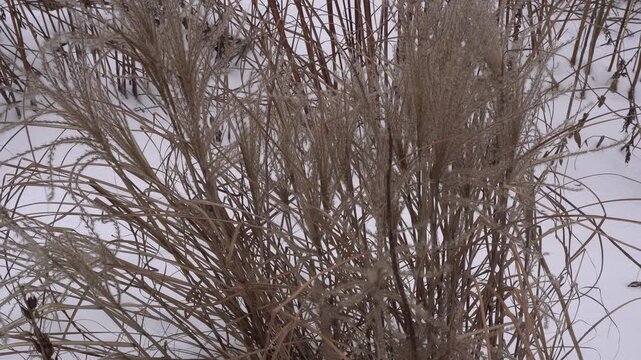 Dry ornamental grass stalks stand against a soft backdrop of snow, with a shallow depth of field. The texture of the dried leaves and seed heads is prominent