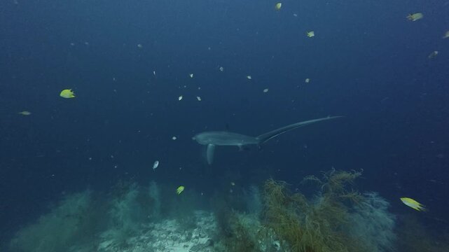 2026.06.01 Thresher Shark at Kimud Shoal, Malapascua, Philippins7