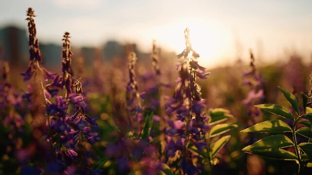 Beautiful purple wildflowers blooming in a field during a warm sunset, with the sun's golden rays creating a soft lens flare and a cinematic backlight against a blurred city background