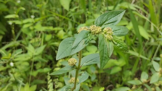 Close-up of endemic tropical forest plants gently swaying under natural wind. Soft daylight filters through dense canopy, creating dynamic movement on leaves and stems. Focus on texture, motion, and u