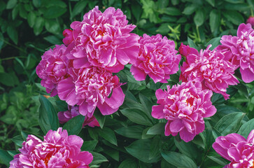 Fototapeta premium Decorative pink peony flowers in soft sunlight with matte petals and green leaves. Floral gift card.