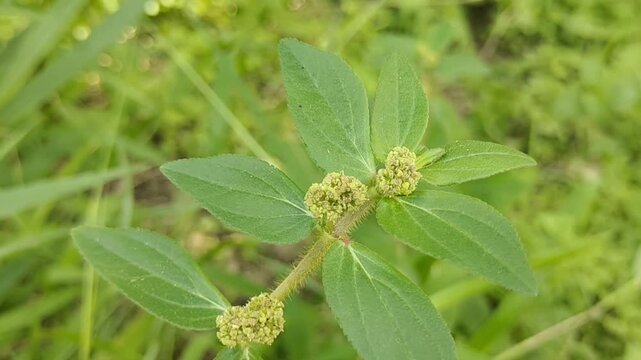 Close-up of endemic tropical forest plants gently swaying under natural wind. Soft daylight filters through dense canopy, creating dynamic movement on leaves and stems. Focus on texture, motion, and u
