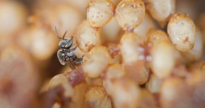 A lone stingless bee guards the hive interior amid brood chambers packed with developing young