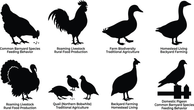 Farm Bird Silhouette Collection with Poultry Livestock and Domestic Fowl Species