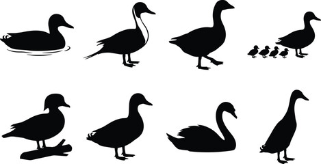 Waterfowl Bird Silhouette Collection Featuring Ducks Geese Swans and Family Groups © Tanjimul