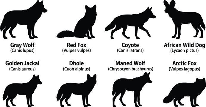 Wild Canid Silhouette Collection Featuring Wolves Foxes Coyotes Jackals and Other Species