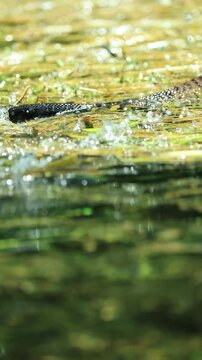 Water Moccasin Cottonmouth Not Chasing a Kayak Trying to Escape