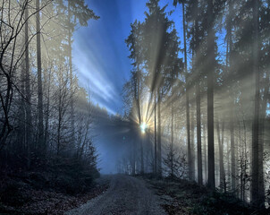 Fototapeta premium Sonne im Gegenlicht durch den Nebel im Wald mit einem Weg