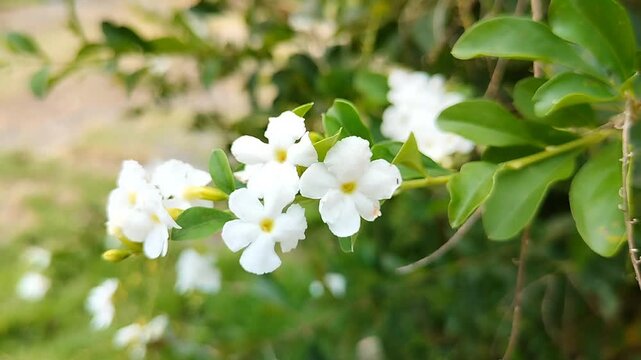 White Duranta Flowers Blooming Close Up