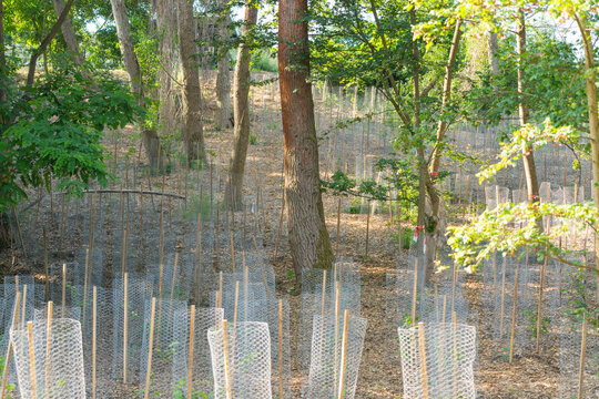 Rows of young deciduous trees stand in wire protectors across a shaded woodland slope. The scene shows reforestation, mature trunks, leafy canopy, and summer light.