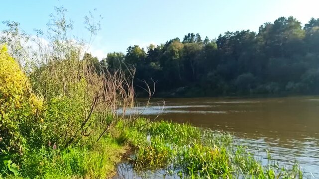 Small bushes and reeds along the bank of a beautiful river surrounded by dense forest on a sunny summer evening. Inya River, Siberia, Russia.