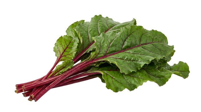 Fresh beet greens with vibrant red stems, bunch of organic beetroot leaves on white background, raw leafy vegetable for healthy cooking