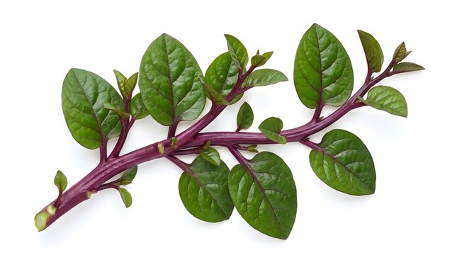 Malabar spinach fresh vine with purple stem, organic Basella alba leaves on white background, healthy green leafy vegetable for culinary use