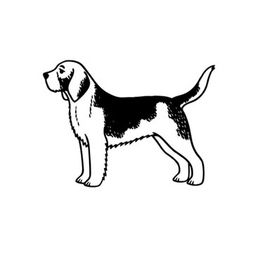 beagle dog vector illustration