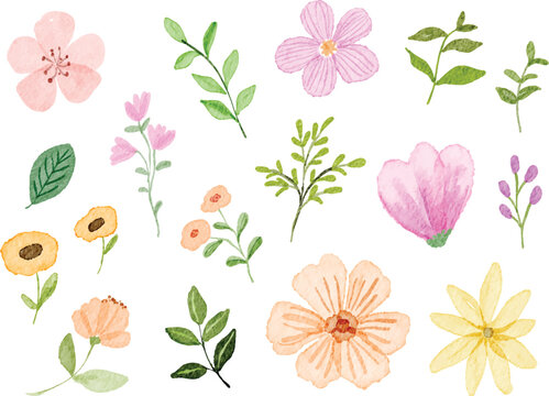 Watercolor Flower Collection Illustration
