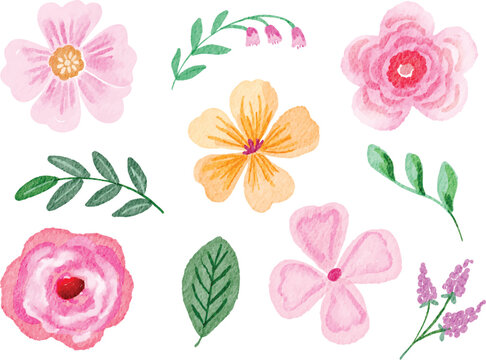 Watercolor Flower Collection Illustration