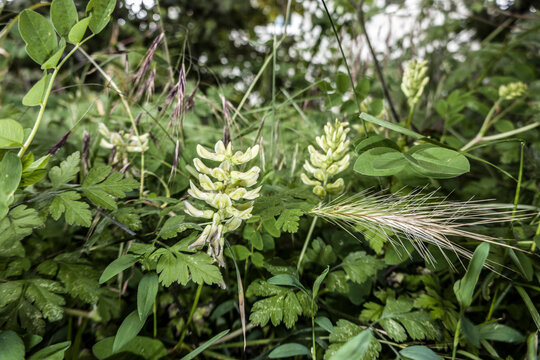 B&auml;renschote (Astragalus glycyphyllos)