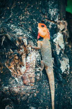Oriental garden lizard calotes versicolor with bright orange head climbing tree trunk