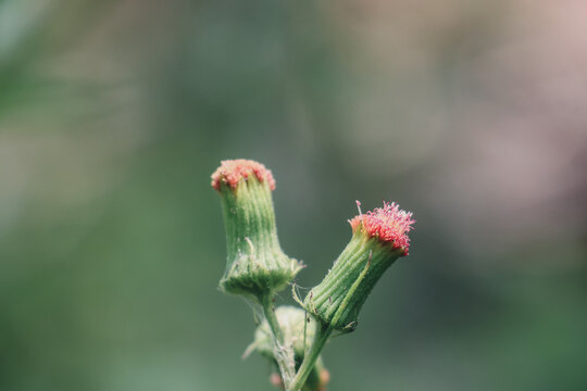 Macro photography of redflower ragleaf crassocephalum crepidioides flower buds close up