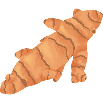Watercolor turmeric root illustration isolated on transparent background. Fresh Curcuma longa rhizome PNG.