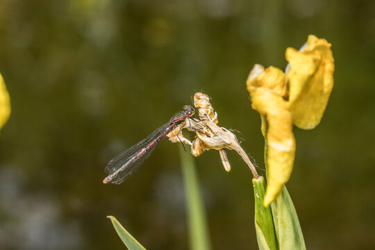 Fr&uuml;he Adonislibelle (Pyrrosoma nymphula)