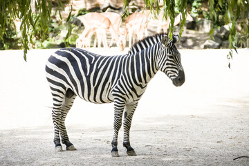 Obraz premium Steppenzebra (Equus quagga)