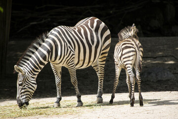 Obraz premium Steppenzebra (Equus quagga)