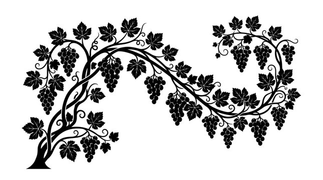 Black silhouette of grapevine branch.