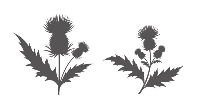 Two grey thistle silhouettes white plant floral