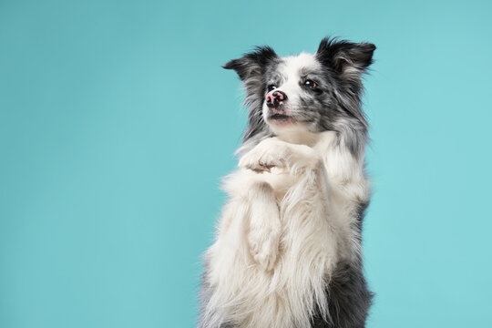 A border collie stands upright, gazing upward against a light blue background with a curious expression.