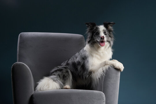 A border collie sits on a dark grey chair, looking to the side with an alert expression.