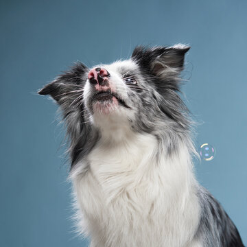 A border collie sits still, looking upwards curiously with an attentive and expressive gaze.