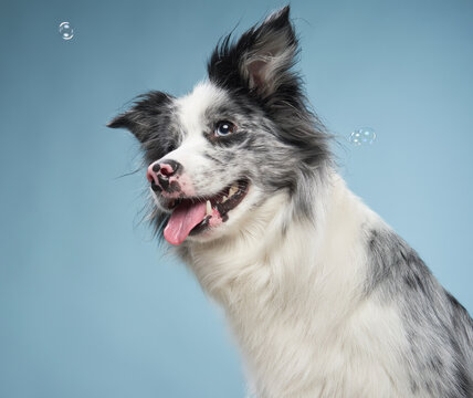 A border collie is mid-jump, surrounded by floating bubbles, looking excited and playful.
