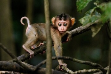 Naklejka premium Baby macaque playing on jungle floor