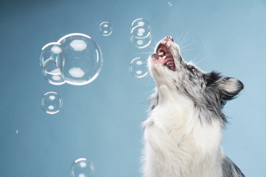A border collie is standing still, watching floating soap bubbles curiously with an open mouth.