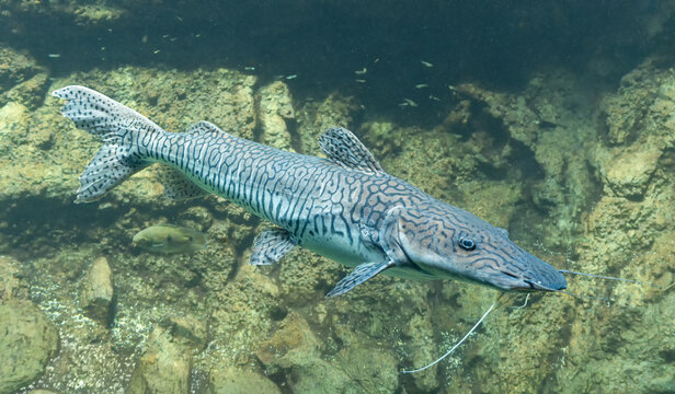 Close-up view of a Barred sorubim (Pseudoplatystoma fasciatum)