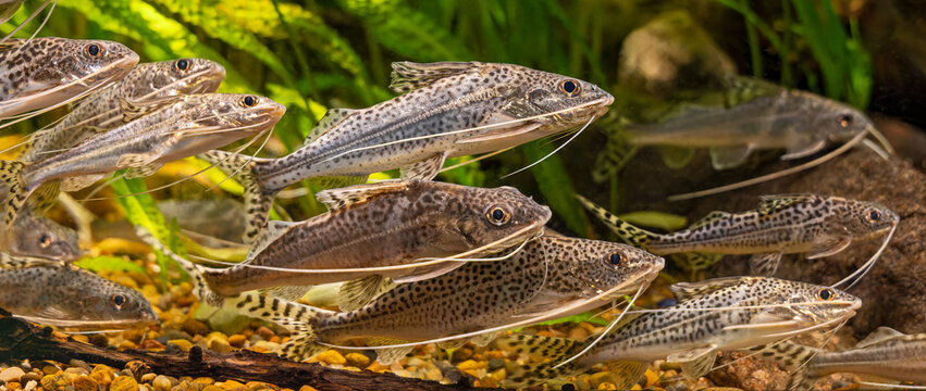 Close-up view of a swarm Pictus catfish (Pimelodus pictus)